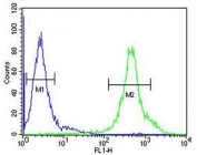 Flow cytometry testing of human NCI-H460 cells with DENND1B antibody; Blue=isotype control, Green= DENND1B antibody.