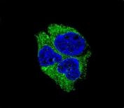 Immunofluorescent staining of human HepG2 cells with SERPINI1 antibody (green) and DAPI nuclear stain (blue).