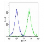 Flow cytometry testing of fixed and permeabilized human HepG2 cells with IGF2BP1 antibody; Blue=isotype control, Green= IGF2BP1 antibody.
