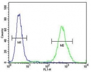 Flow cytometry testing of human MDA-MB-435 cells with Exonuclease V antibody; Blue=isotype control, Green= Exonuclease V antibody.