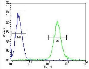 Flow cytometry testing of human CEM cells with ATF7IP2 antibody; Blue=isotype control, Green= ATF7IP2 antibody.