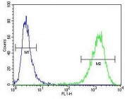 Flow cytometry testing of human MDA-MB-231 cells with cGAMP Synthase antibody; Blue=isotype control, Green= cGAMP Synthase antibody.
