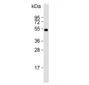 Western blot testing of human DU145 cell lysate with MEAK7 antibody. Predicted molecular weight ~51 kDa.