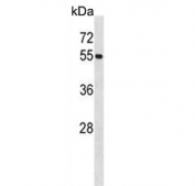 Western blot testing of human HL60 cell lysate with UBA3 antibody. Expected molecular weight ~52 kDa.