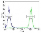 Flow cytometry testing of human MCF7 cells with CCNT1 antibody; Blue=isotype control, Green= CCNT1 antibody.