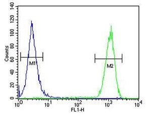 Flow cytometry testing of human MCF7 cells with CCNT1 antibody; Blue=isotype control, Green= CCNT1 antibody.