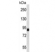 Western blot testing of mouse testis lysate with CCNT1 antibody. Predicted molecular weight ~81 kDa.