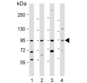 Western blot testing of human 1) ThP-1, 2) A431, 3) Jurkat and 4) MOLT4 cell lysate with IL12RB2 antibody. Predicted molecular weight ~97 kDa.