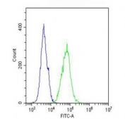 Flow cytometry testing of fixed and permeabilized human A431 cells with IL12RB2 antibody; Blue=isotype control, Green= IL12RB2 antibody.