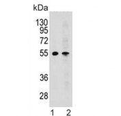 Western blot testing of human 1) CEM and 2) K562 cell lysate with MCH Receptor 1 antibody. Expected molecular weight: 46-55 kDa.