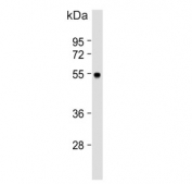 Western blot testing of human HL60 cell lysate with MCH Receptor 1 antibody. Expected molecular weight: 46-55 kDa.