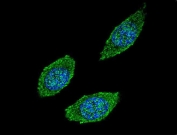 Immunofluorescent staining of human HEK293 cells with CSF2 antibody (green) and DAPI nuclear stain (blue).