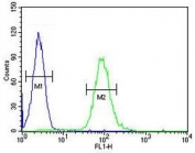 Flow cytometry testing of human HL60 cells with CSF2 antibody; Blue=isotype control, Green= CSF2 antibody.