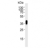 Western blot testing of human HeLa cell lysate with Folate Receptor alpha antibody. Predicted molecular weight ~30 kDa but may be observed at higher molecular weights due to glycosylation.