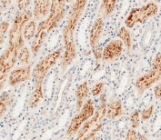 IHC testing of FFPE human kidney tissue with Folate Receptor alpha antibody. HIER: steam section in pH6 citrate buffer for 20 min and allow to cool prior to staining.