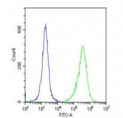 Flow cytometry testing of fixed and permeabilized human HeLa cells with Folate Receptor alpha antibody; Blue=isotype control, Green= Folate Receptor alpha antibody.