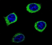 Immunofluorescent staining of human HEK293 cells with Alpha-amylase 2B antibody (green) and DAPI nuclear stain (blue).