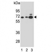 Western blot testing of human 1) HL60, 2) CEM and 3) K562 cell lysate with Alpha-amylase 2B antibody. Predicted molecular weight ~57 kDa.