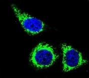 Immunofluorescent staining of human HeLa cells with BCL10 antibody (green) and DAPI nuclear stain (blue).