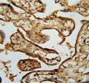 IHC testing of FFPE human placental tissue with MPP1 antibody. HIER: steam section in pH6 citrate buffer for 20 min and allow to cool prior to staining.