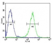Flow cytometry testing of human Jurkat cells with MPP1 antibody; Blue=isotype control, Green= MPP1 antibody.
