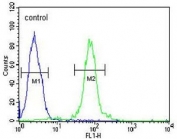Flow cytometry testing of human HeLa cells with FBXW8 antibody; Blue=isotype control, Green= FBXW8 antibody.