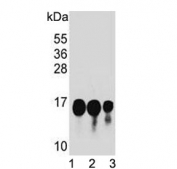 Western blot testing of human 1) CEM, 2) HL60 and 3) NCI-H460 cell lysate with HIST1H2BJ antibody. Predicted molecular weight ~14 kDa.
