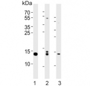 Western blot testing of 1) ZR4, 2) whole zebrafish and 3) zebrafish muscle lysate with HIST1H2BJ antibody. Predicted molecular weight ~14 kDa.