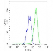 Flow cytometry testing of fixed and permeabilized human HepG2 cells with ROR alpha antibody; Blue=isotype control, Green= ROR alpha antibody.