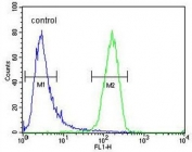 Flow cytometry testing of human K562 cells with IQCJ antibody; Blue=isotype control, Green= IQCJ antibody.
