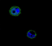 Immunofluorescent staining of human MCF7 cells with VPS52 antibody (green) and DAPI nuclear stain (blue).