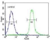 Flow cytometry testing of human MDA-MB-435 cells with VPS52 antibody; Blue=isotype control, Green= VPS52 antibody.
