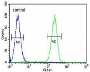Flow cytometry testing of human K562 cells with RPL27A antibody; Blue=isotype control, Green= RPL27A antibody.