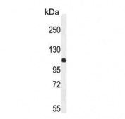 Western blot testing of human K562 cell lysate with Estrogen-induced gene 121-like protein antibody. Predicted molecular weight ~114 kDa.