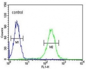 Flow cytometry testing of human K562 cells with Estrogen-induced gene 121-like protein antibody; Blue=isotype control, Green= Estrogen-induced gene 121-like protein antibody.