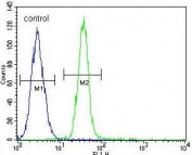 Flow cytometry testing of human A549 cells with TDRD7 antibody; Blue=isotype control, Green= TDRD7 antibody.