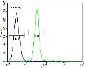 Flow cytometry testing of human A549 cells with TDRD7 antibody; Blue=isotype control, Green= TDRD7 antibody.