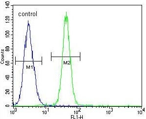 Flow cytometry testing of human A549 cells with FBX24 antibody; Blue=isotype control, Green= FBX24 antibody.