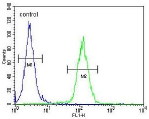 Flow cytometry testing of human MCF7 cells with Upstream stimulatory factor 1 antibody; Blue=isotype control, Green= Upstream stimulatory factor 1 antibody.