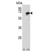 Western blot testing of 1) non-transfected and 2) transfected 293 cell lysate with NARS antibody. Predicted molecular weight ~63 kDa.