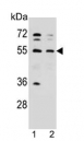Western blot testing of human 1) WiDr and 2) HepG2 cell lysate with NARS antibody. Predicted molecular weight ~63 kDa.