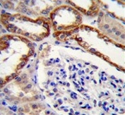 IHC testing of FFPE human kidney tissue with Prolyl-tRNA synthetase antibody. HIER: steam section in pH6 citrate buffer for 20 min and allow to cool prior to staining.