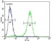 Flow cytometry testing of human MCF7 cells with RARS antibody; Blue=isotype control, Green= RARS antibody.