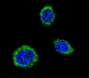 Immunofluorescent staining of human HEK293 cells with GAD2 antibody (green) and DAPI nuclear stain (blue).