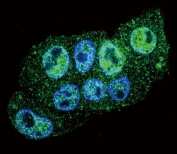 Immunofluorescent staining of human HepG2 cells with Inhibin beta A chain antibody (green) and DAPI nuclear stain (blue).