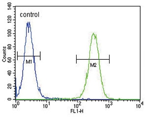 Flow cytometry testing of human CEM cells with Inhibin beta A chain antibody; Blue=isotype control, Green= Inhibin beta A chain antibody.