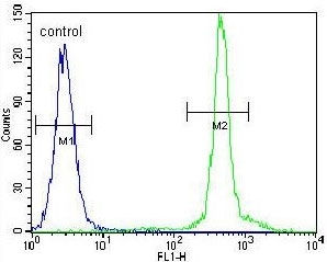 Flow cytometry testing of human HeLa cells with Additional sex combs-like protein 1 antibody; Blue=isotype control, Green= Additional sex combs-like protein 1 antibody.