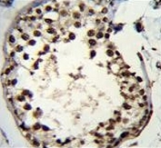 IHC testing of FFPE mouse testis tissue with Additional sex combs-like protein 1 antibody. HIER: steam section in pH6 citrate buffer for 20 min and allow to cool prior to staining.