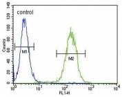 Flow cytometry testing of human CEM cells with CYP11B2 antibody; Blue=isotype control, Green= CYP11B2 antibody.