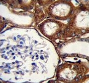IHC testing of FFPE human kidney tissue with GPX3 antibody. HIER: steam section in pH6 citrate buffer for 20 min and allow to cool prior to staining.